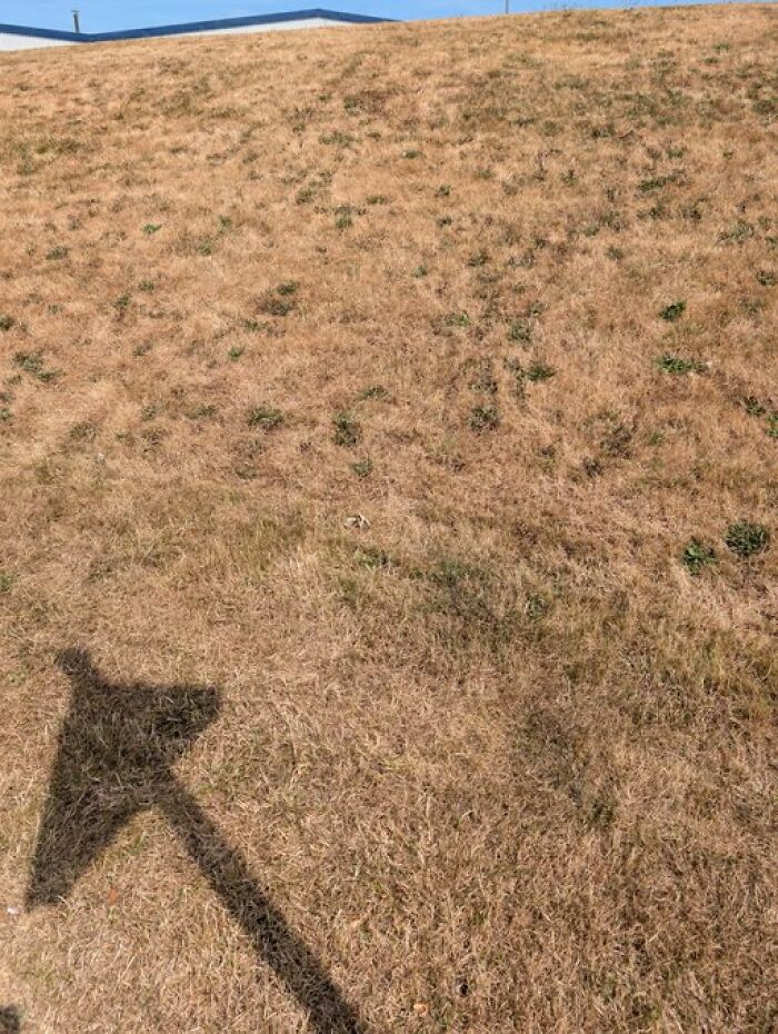 Grass in the UK After the Heatwave Said 'Nope!'
