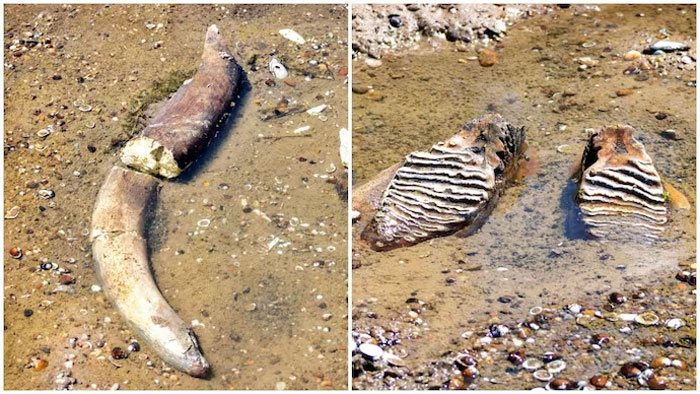 An Ancient Mammoth Takes a Heatwave Seat at the Danube’s Bottom