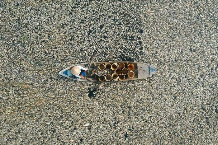 Reservoir Covered in Dead Fish—Heatwave’s Ugly Side
