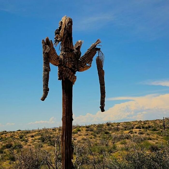 Arizona Cranks the Heat to 113°F—Summer Madness!