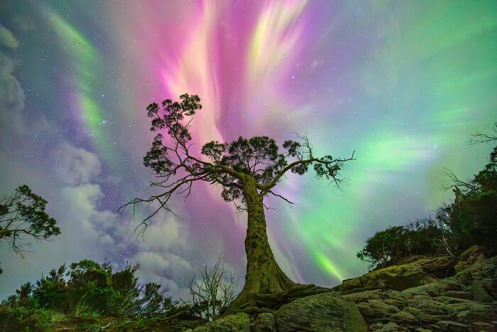The Wishing Tree: A Nightscape Dream