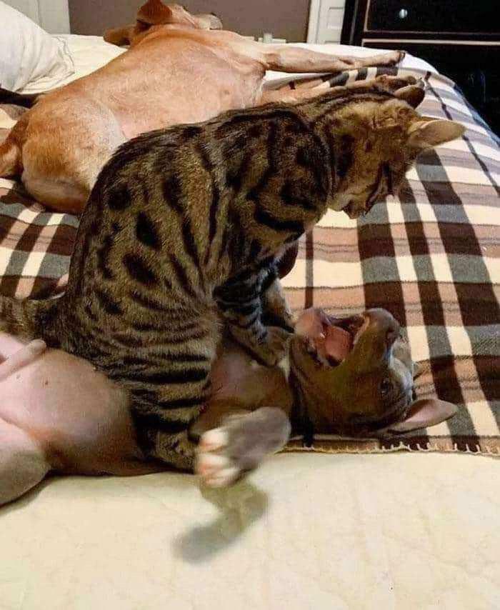 Okay, What Even Is This? 66 Mind-Boggling Pics to Scratch Your Head At!