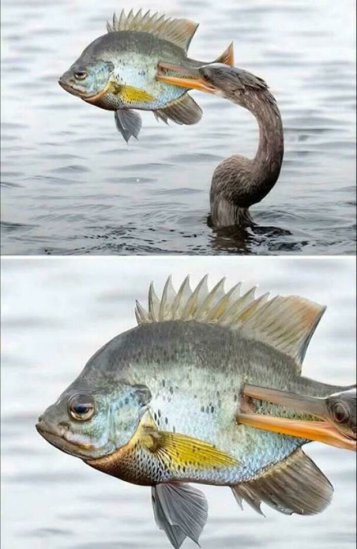 Okay, What Even Is This? 66 Mind-Boggling Pics to Scratch Your Head At!