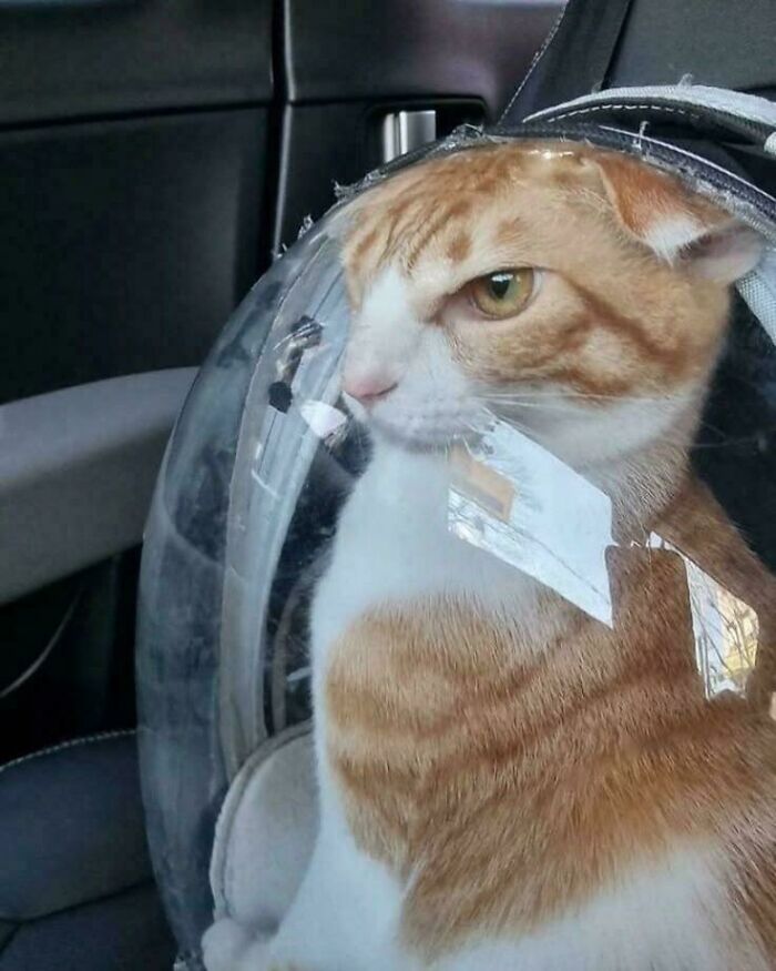 Okay, What Even Is This? 66 Mind-Boggling Pics to Scratch Your Head At!