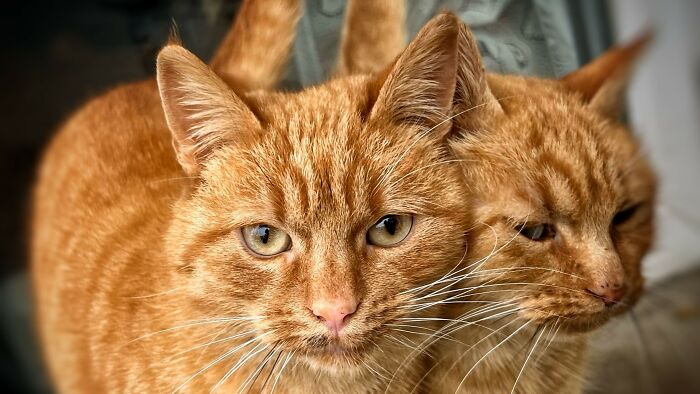 Got Cats, Roommate’s Allergic GF Flips Out. Who’s Moving Out?