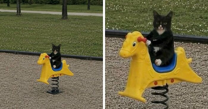 83 Wildly Weird Animal Pics That Will Totally Make Your Day