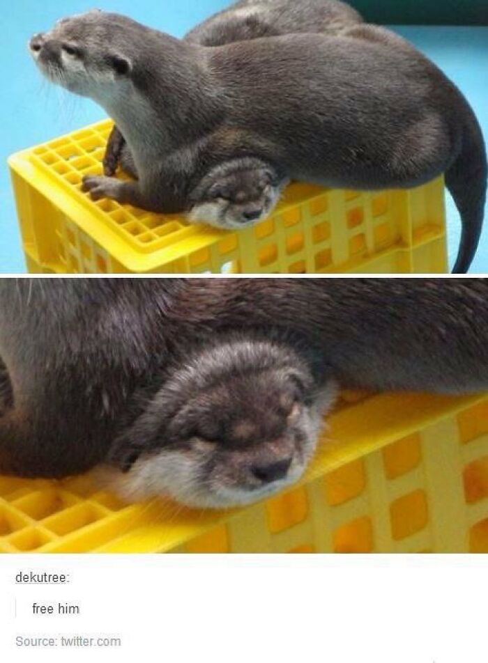 83 Wildly Weird Animal Pics That Will Totally Make Your Day