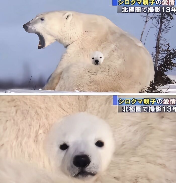 83 Wildly Weird Animal Pics That Will Totally Make Your Day
