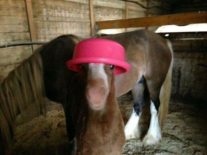 83 Wildly Weird Animal Pics That Will Totally Make Your Day