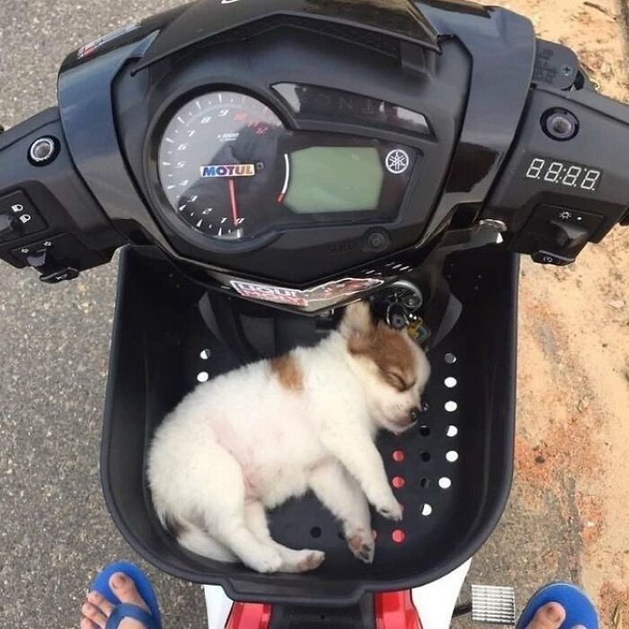 83 Wildly Weird Animal Pics That Will Totally Make Your Day