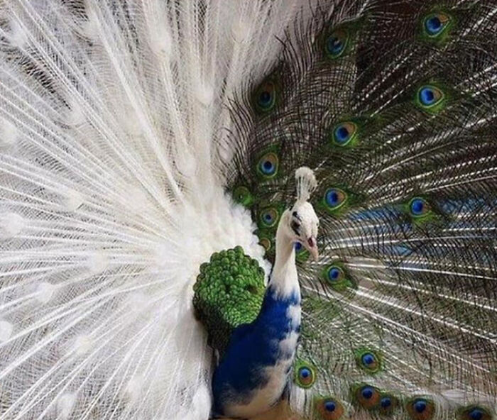 A Peacock With a Half-Glow? Meet the Rarest Semi-Albino Show-Off