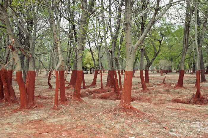 Wait, These Photos Are 100% Real? Nope, No Photoshop Here!