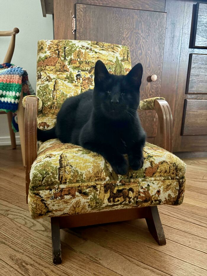 $2 Steal! Cricket’s New Throne Is All Kinds Of Awesome