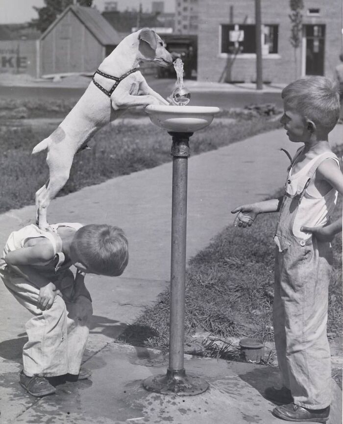 29 Vintage Animal Pics That Totally Stole The Spotlight
