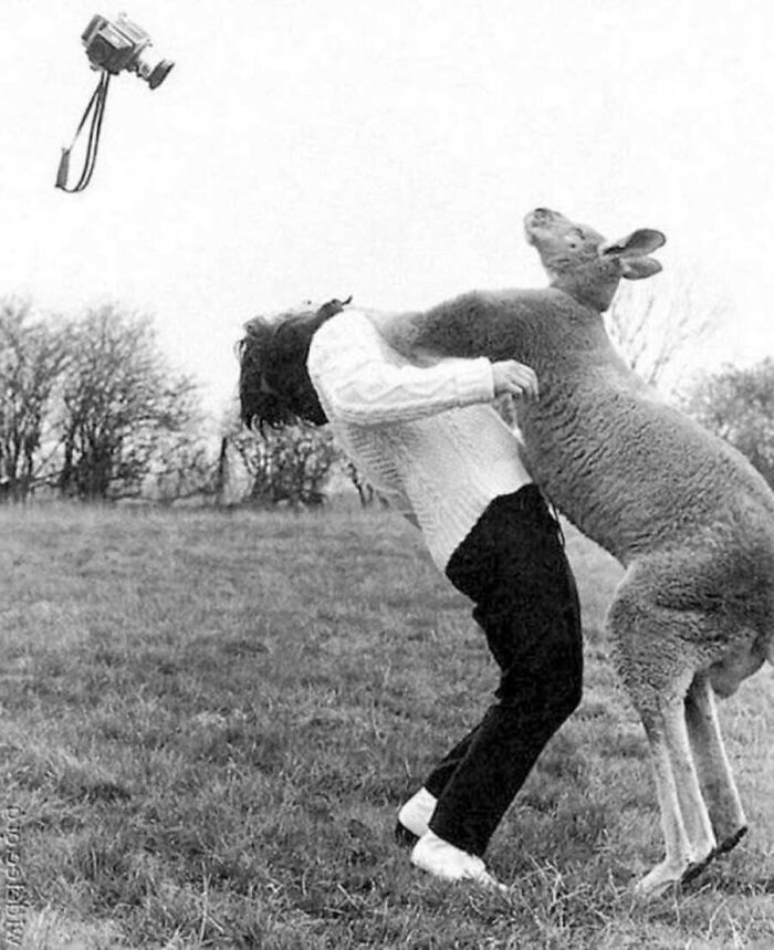 29 Vintage Animal Pics That Totally Stole The Spotlight
