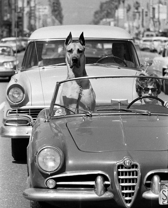 29 Vintage Animal Pics That Totally Stole The Spotlight