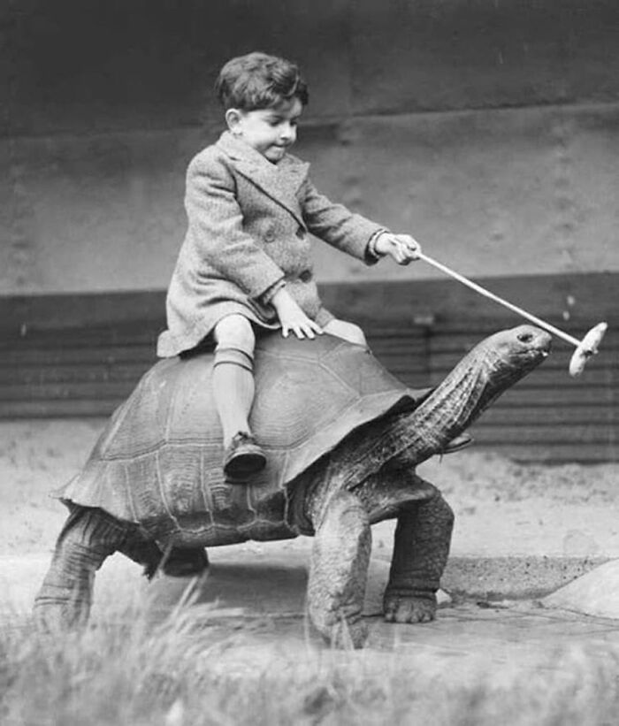 29 Vintage Animal Pics That Totally Stole The Spotlight