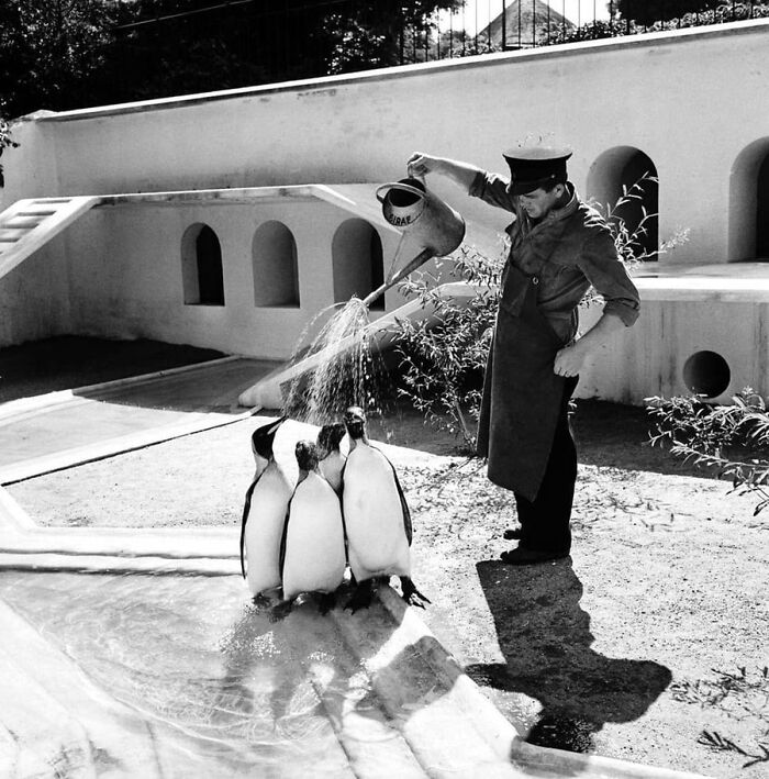 29 Vintage Animal Pics That Totally Stole The Spotlight