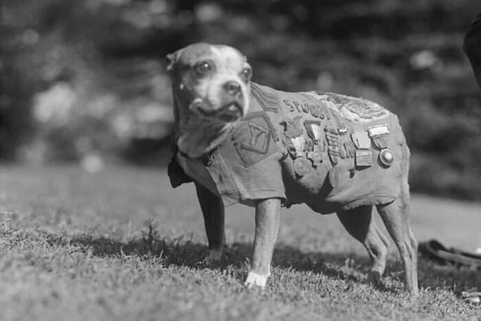 29 Vintage Animal Pics That Totally Stole The Spotlight