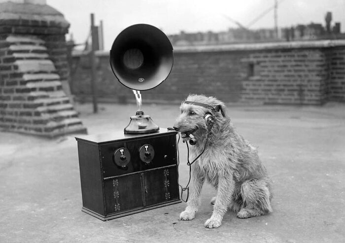 29 Vintage Animal Pics That Totally Stole The Spotlight