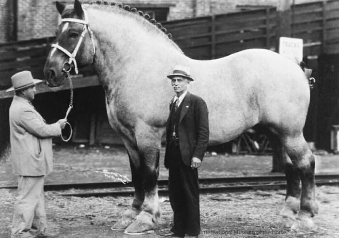 29 Vintage Animal Pics That Totally Stole The Spotlight