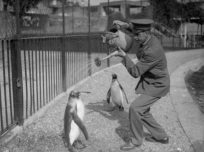 29 Vintage Animal Pics That Totally Stole The Spotlight