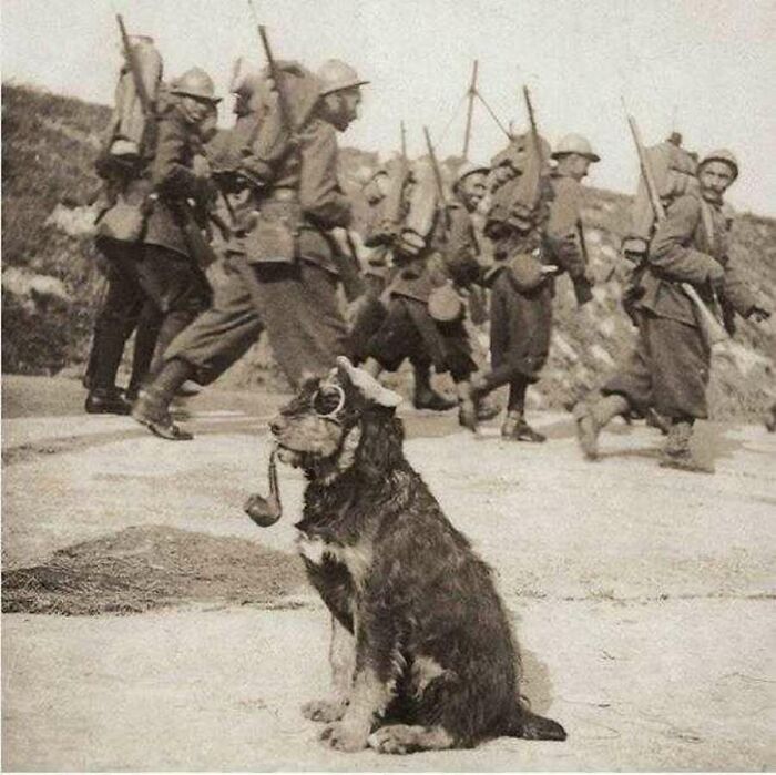 29 Vintage Animal Pics That Totally Stole The Spotlight