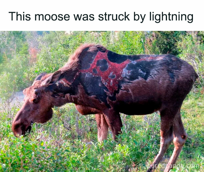 Thunder Moose in Fist Mode