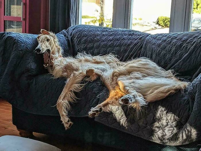 Bortis, King of Couch Potatoes