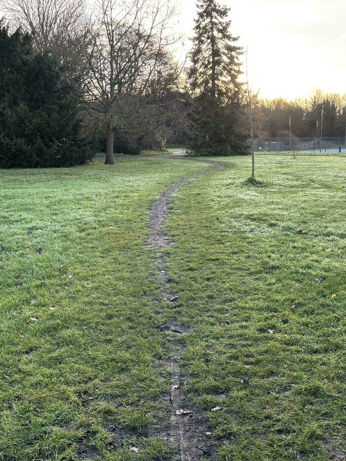 Early Bird Desire Path
