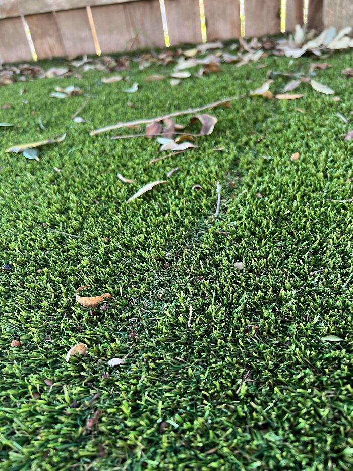 Ants Make Their Own Desire Path Too