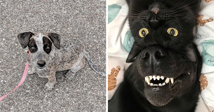 Wait Till You See These 38 Dogs Doing Their Absolute Weirdest (And Cutest) Things!