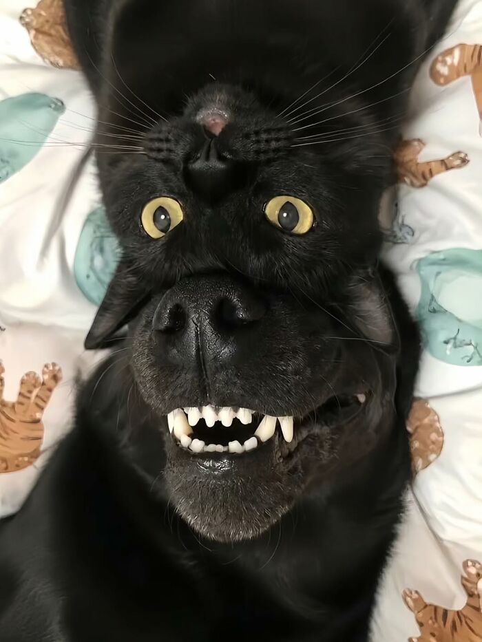 Wait Till You See These 38 Dogs Doing Their Absolute Weirdest (And Cutest) Things!