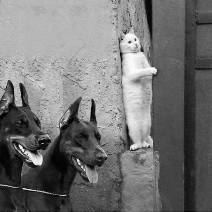 Wait Till You See These 38 Dogs Doing Their Absolute Weirdest (And Cutest) Things!