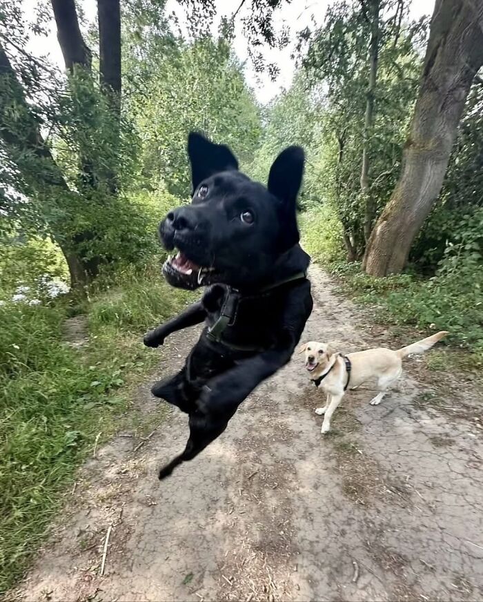 Wait Till You See These 38 Dogs Doing Their Absolute Weirdest (And Cutest) Things!