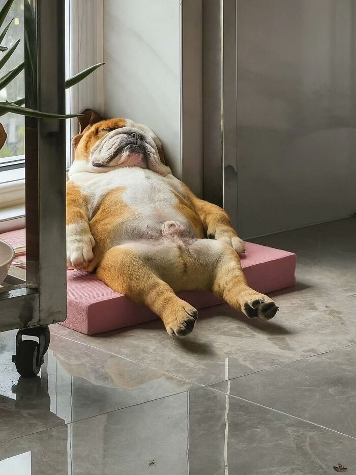 Wait Till You See These 38 Dogs Doing Their Absolute Weirdest (And Cutest) Things!