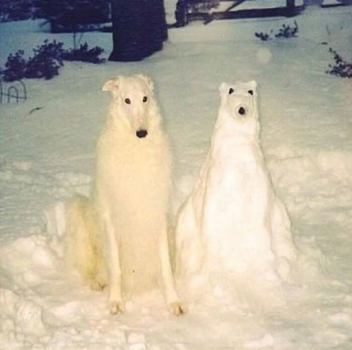 Wait Till You See These 38 Dogs Doing Their Absolute Weirdest (And Cutest) Things!