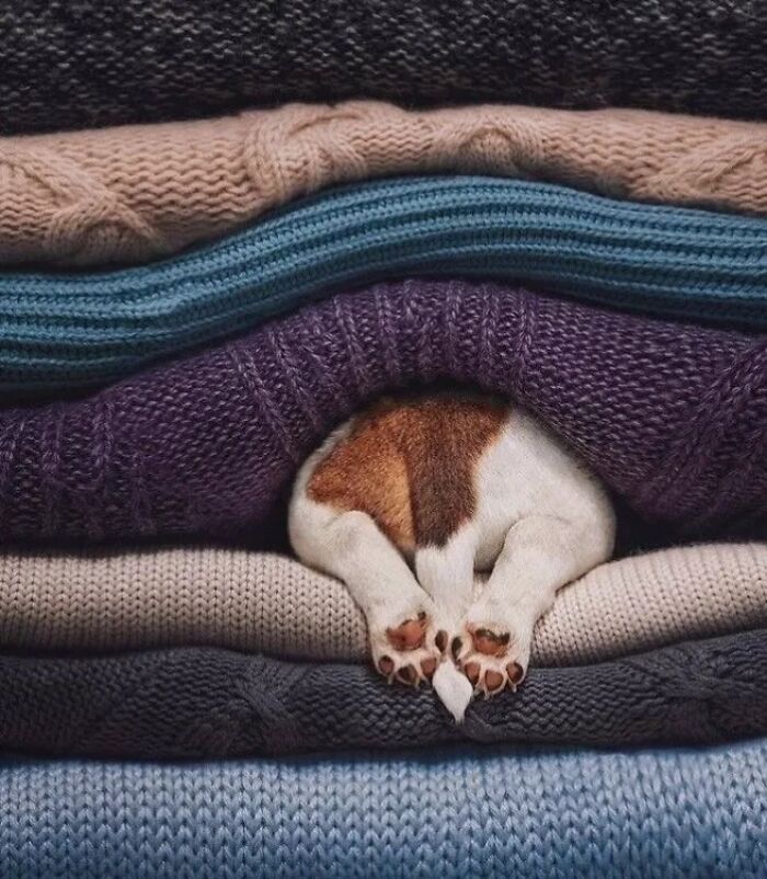 Wait Till You See These 38 Dogs Doing Their Absolute Weirdest (And Cutest) Things!
