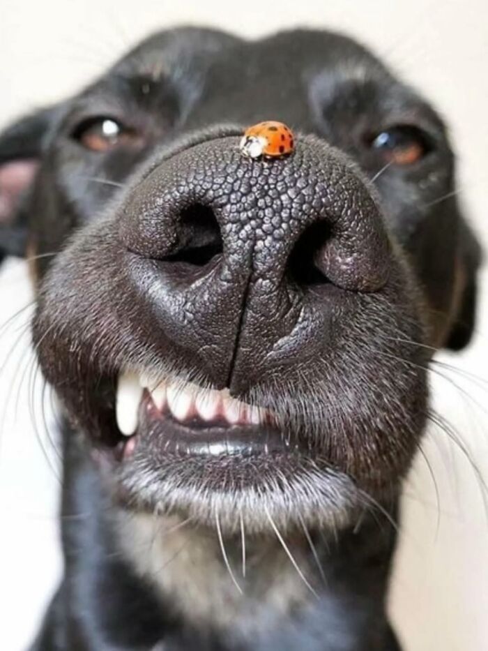 Wait Till You See These 38 Dogs Doing Their Absolute Weirdest (And Cutest) Things!