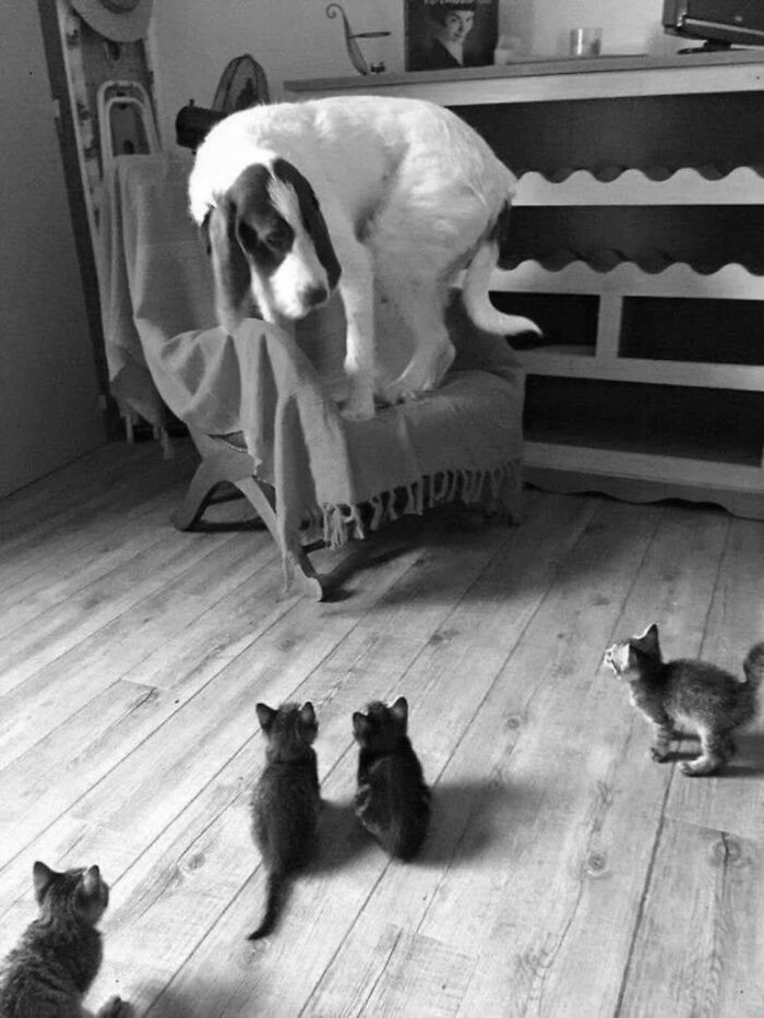 Wait Till You See These 38 Dogs Doing Their Absolute Weirdest (And Cutest) Things!