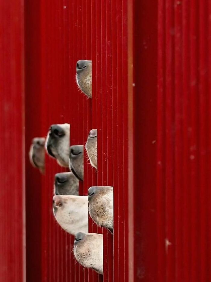 Wait Till You See These 38 Dogs Doing Their Absolute Weirdest (And Cutest) Things!
