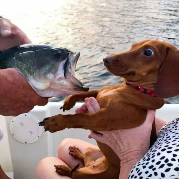 Wait Till You See These 38 Dogs Doing Their Absolute Weirdest (And Cutest) Things!