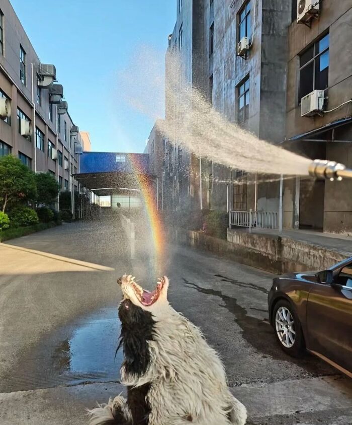 Wait Till You See These 38 Dogs Doing Their Absolute Weirdest (And Cutest) Things!