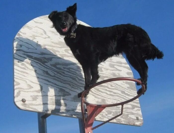Wait Till You See These 38 Dogs Doing Their Absolute Weirdest (And Cutest) Things!