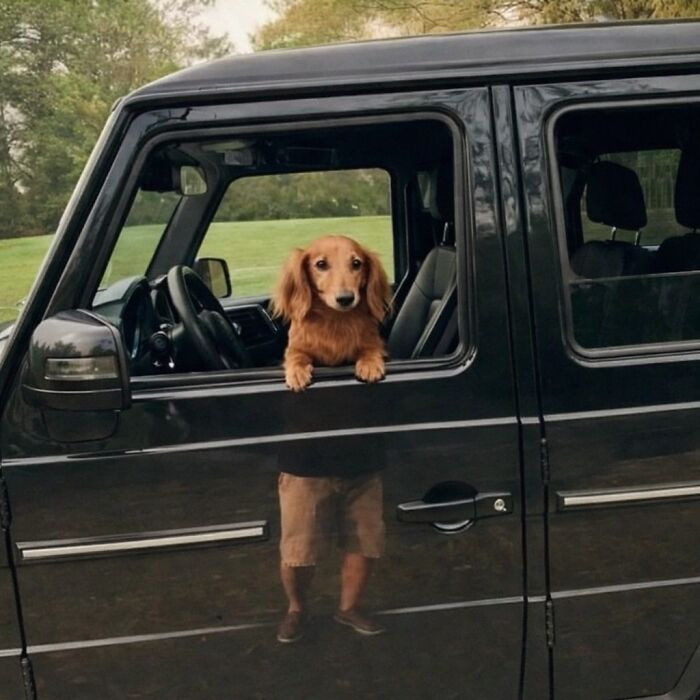Wait Till You See These 38 Dogs Doing Their Absolute Weirdest (And Cutest) Things!