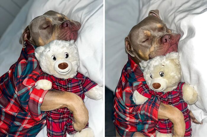 Wait Till You See These 38 Dogs Doing Their Absolute Weirdest (And Cutest) Things!