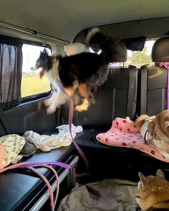 Wait Till You See These 38 Dogs Doing Their Absolute Weirdest (And Cutest) Things!