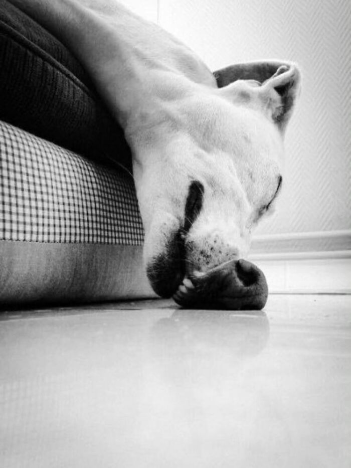 Wait Till You See These 38 Dogs Doing Their Absolute Weirdest (And Cutest) Things!