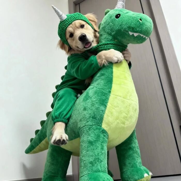 Wait Till You See These 38 Dogs Doing Their Absolute Weirdest (And Cutest) Things!