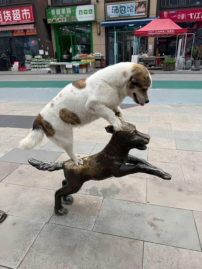 Wait Till You See These 38 Dogs Doing Their Absolute Weirdest (And Cutest) Things!